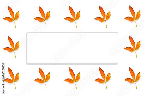 Many autumn yellow leaves isolated and white frame fot text on white background