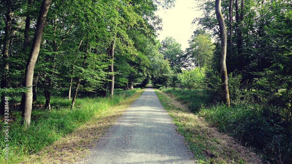Fototapeta premium Gerader Weg durch den Laubwald