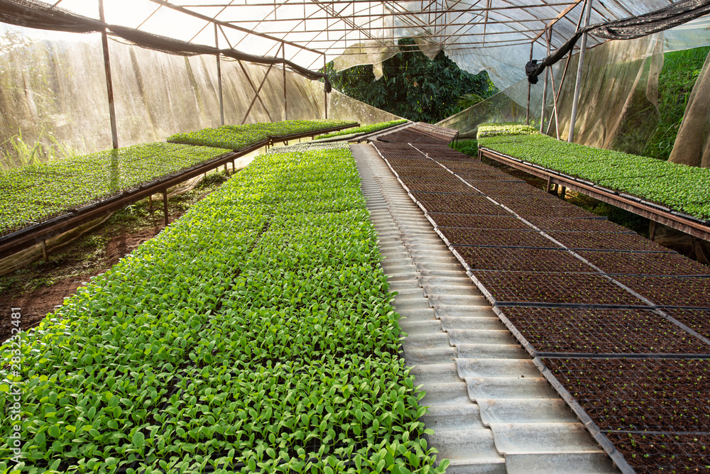 Small seedlings or salad vegetable growing in greenhouse cultivation Small seedlings or salad vegetable growing in greenhouse cultivation