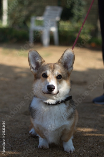 Beautiful WELSEN CORGI PEMBROCK sits on the sand in the sunlight