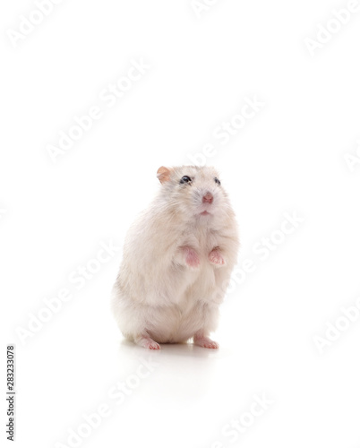 White little hamster.