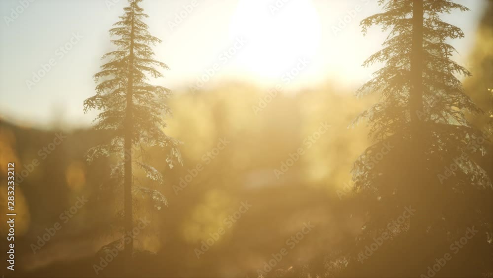 Pine forest on sunrise with warm sunbeams Pine forest on sunrise with warm sunbeams