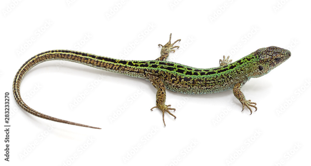 Naklejka premium One green lizard.