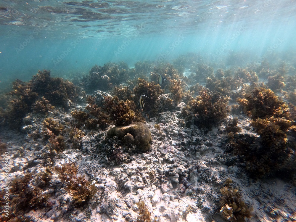 Snorkelling with a black and yellow striped triangular fish