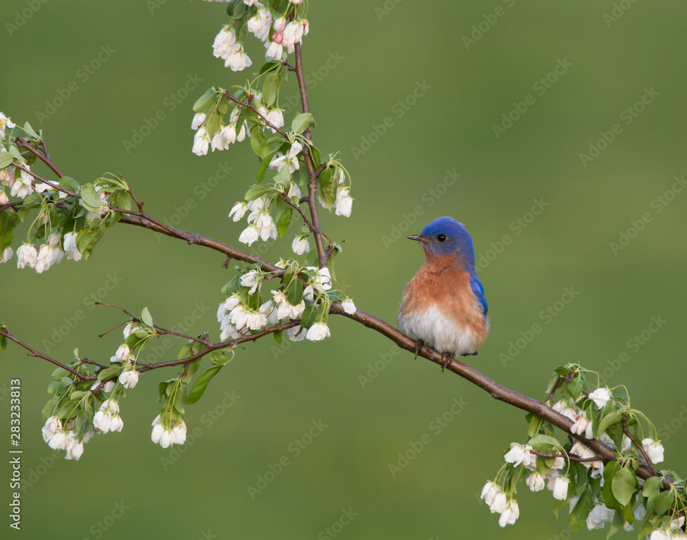 Eastern Bluebird with Ruffled Feathers Eastern Bluebird with Ruffled Feathers