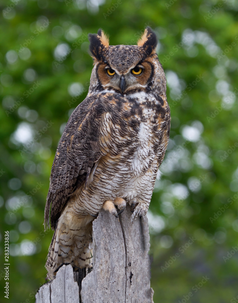 Fototapeta premium Great Horned Owl Perched