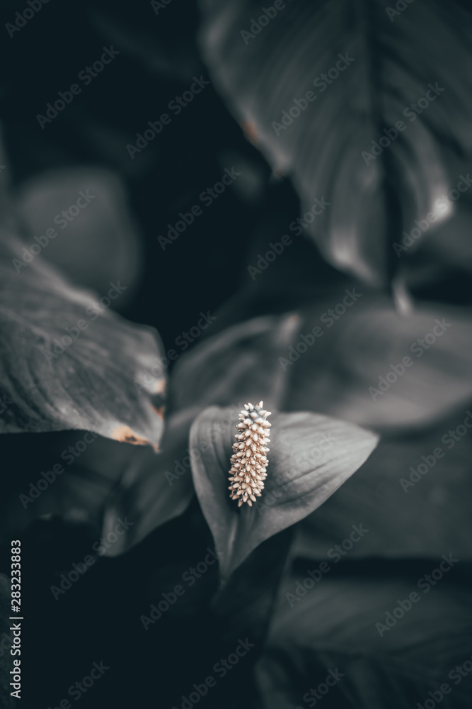 Spathiphyllum - a beautiful indoor flower Spathiphyllum - a beautiful indoor flower