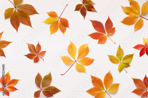 Bright colored grape leaves fallen down on white