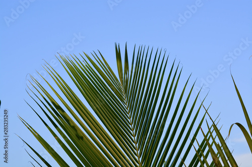 palm leaves against blue sky