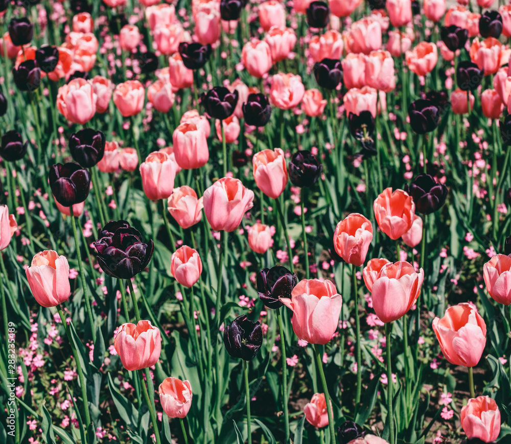 Colorful tulip field, purple flower tulip in spring background, selective focus, closeup. Beautiful pink spring tender flowers blossom Colorful tulip field, purple flower tulip in spring background, selective focus, closeup. Beautiful pink spring tender flowers blossom