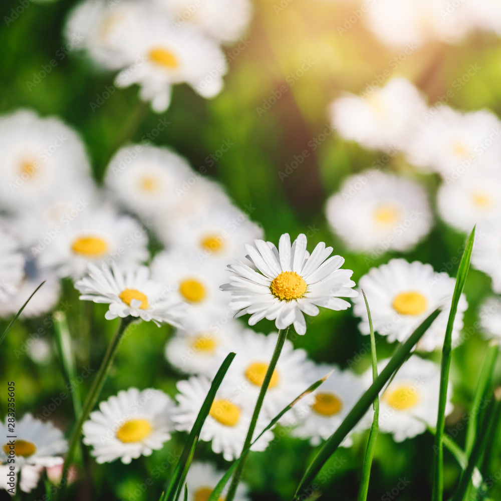 Chamomile field flowers or daisies flowers blooming in sunlight background. Summer flowers, selective focus, toning Chamomile field flowers or daisies flowers blooming in sunlight background. Summer flowers, selective focus, toning