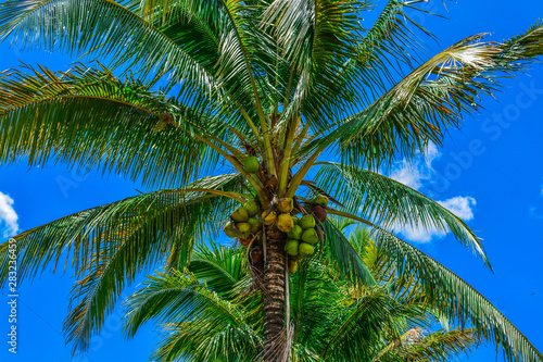 palm tree on background of blue sky © kittisak
