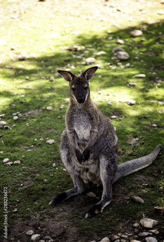 Kangaroo in park photo