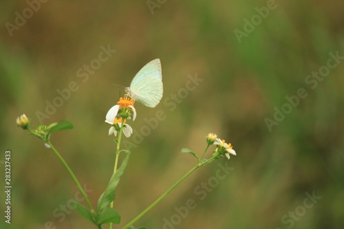 butterfly on flower © Pop