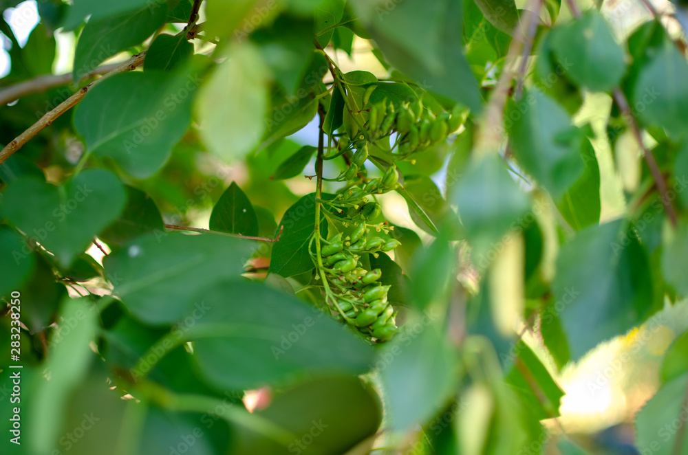 green tree leaves and green flowers green tree leaves and green flowers