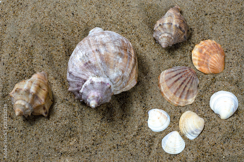 sea shells on yellow sea sand sea shells on yellow sea sand