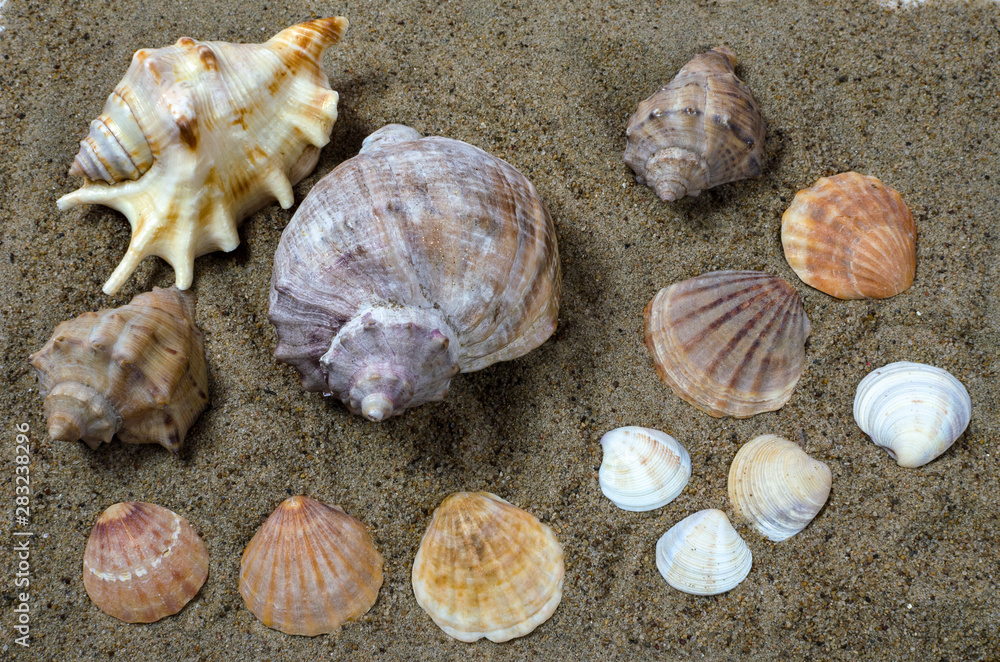 sea shells on yellow sea sand sea shells on yellow sea sand