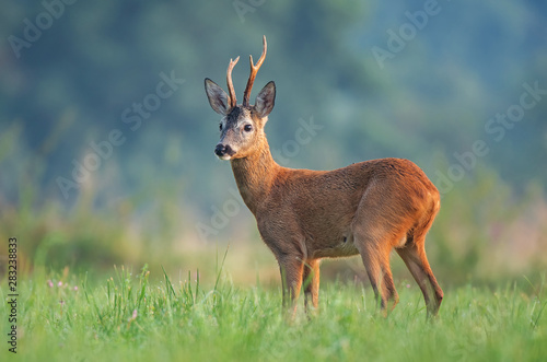 Fototapeta Naklejka Na Ścianę i Meble -  Wild roe deer (Capreolus capreolus) standing in a field