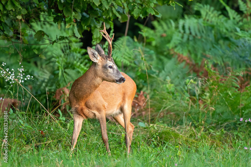 Wild roe deer (Capreolus capreolus) standing by the edge of the forest © Soru Epotok