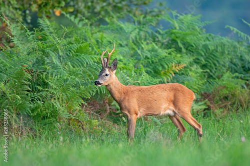 Fototapeta Naklejka Na Ścianę i Meble -  Wild roe deer (Capreolus capreolus) standing by the edge of the forest