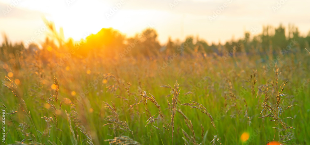 Summer sunset in long grass, golden counter light, background Summer sunset in long grass, golden counter light, background