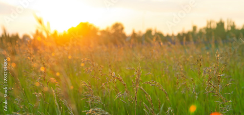 Summer sunset in long grass, golden counter light, background