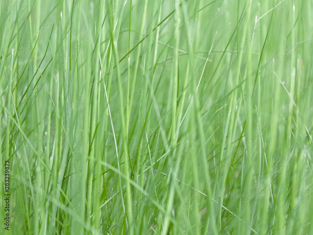 Lush green grass on meadow, spring summer outdoors close-up, copy space, wide format. Beautiful artistic image of purity and freshness of nature. Abstract bokeh background. Lush green grass on meadow, spring summer outdoors close-up, copy space, wide format. Beautiful artistic image of purity and freshness of nature. Abstract bokeh background.