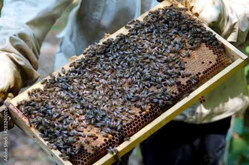 Bienenstock: Künstliche Nisthöhle