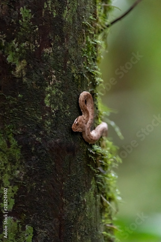 Eyelash Viper (Bothriechis schlegelii) in Costa Rica