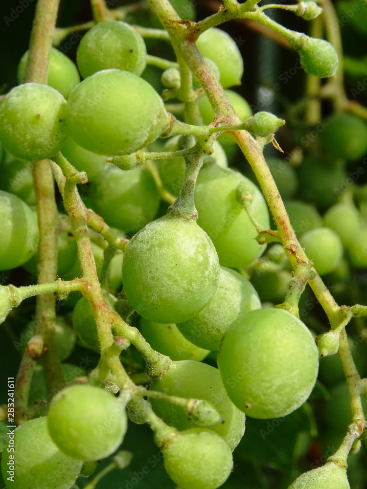 Fungi growing on wine grapes, known as Powdery mildew,scientific name