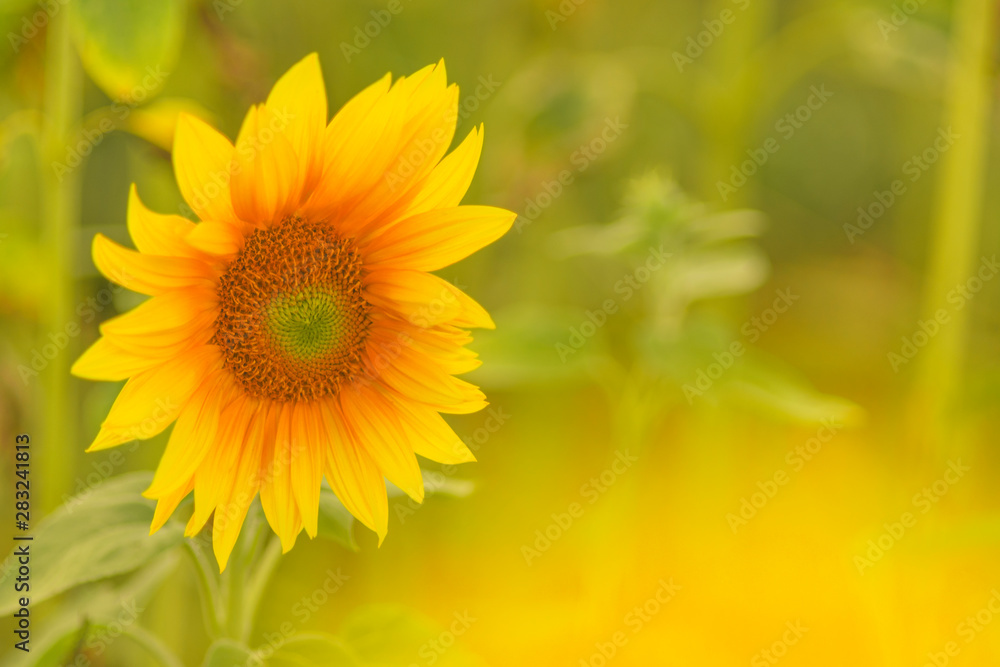 Sonnenblume mit Hintergrund zum Beschreiben Sonnenblume mit Hintergrund zum Beschreiben