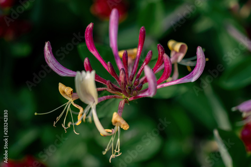 Colourful close up of a red honeysuckle flower blooming with a green background
