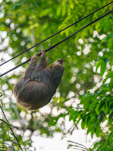 Two-Toed Sloths  Megalonychidae  in Costa Rica