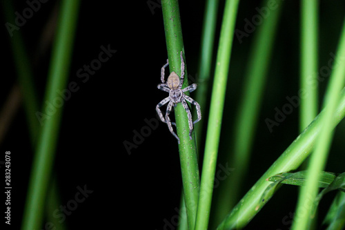 Bronze Huntsman Spider in Costa Rica