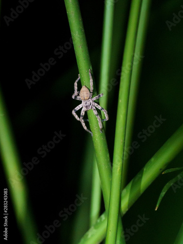 Bronze Huntsman Spider in Costa Rica