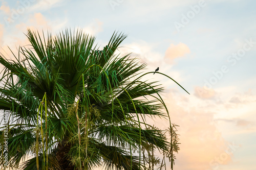 Bird on Palm Tree and Beautiful Golden Sunrise Sky