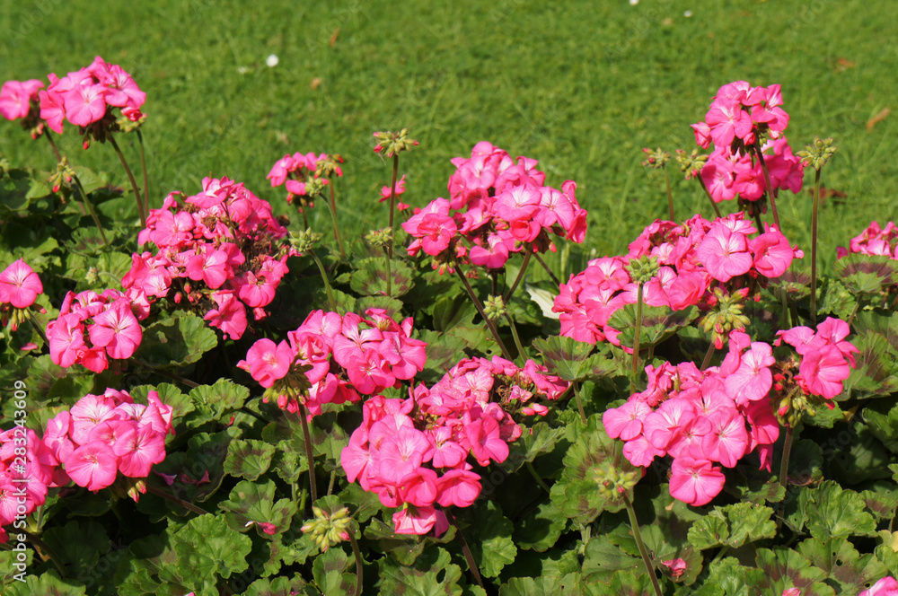 Pelargonium zonale or horse-shoe pelargonium pink flowers  with green