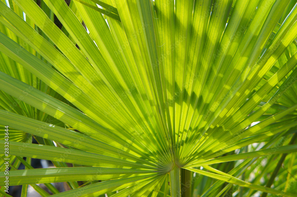 Fototapeta premium Serenoa repens saw palmetto palm leaves