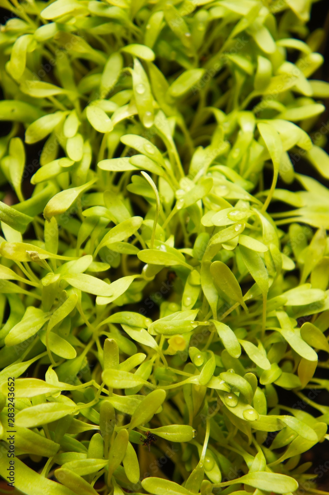 Microgreen sprouts plant background vertcial Microgreen sprouts plant background vertcial