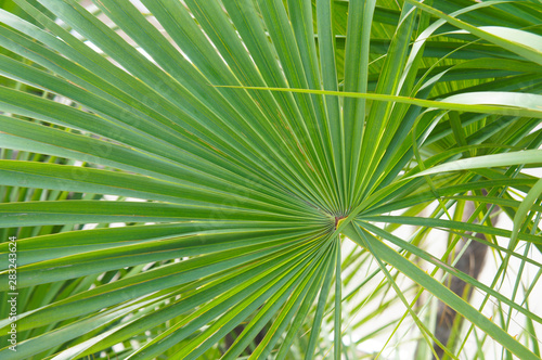 saw palmetto palm green leaf background