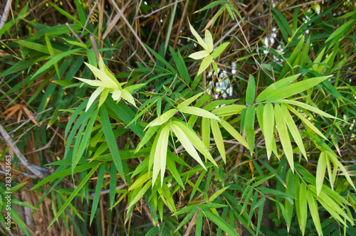Pseudosasa japonica or bamboo green plant background Fototapet