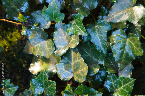 Wet leaves of ivy hedera helix background