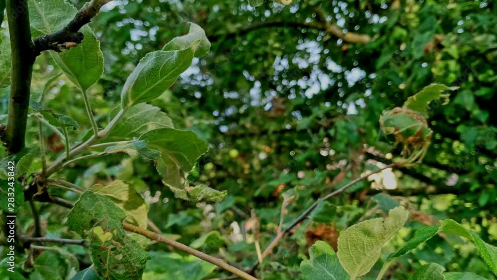Leaves damaged by a larvae of Yponomeuta padella (cherry ermine). Leaves damaged by a larvae of Yponomeuta padella (cherry ermine).