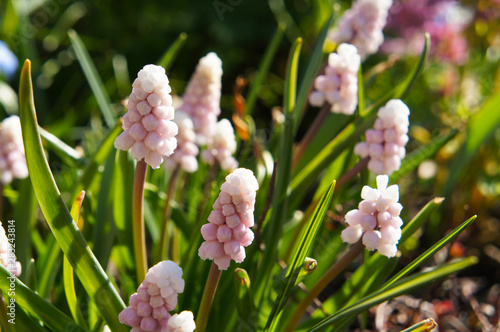 Foto Muscari  flowers  pink sunrise with green