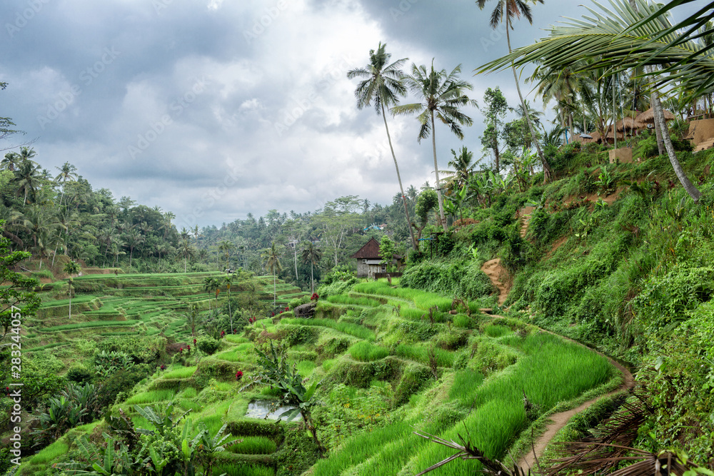 view of Tegallalang Rice Terrace - Ubud - Bali - Indonesia