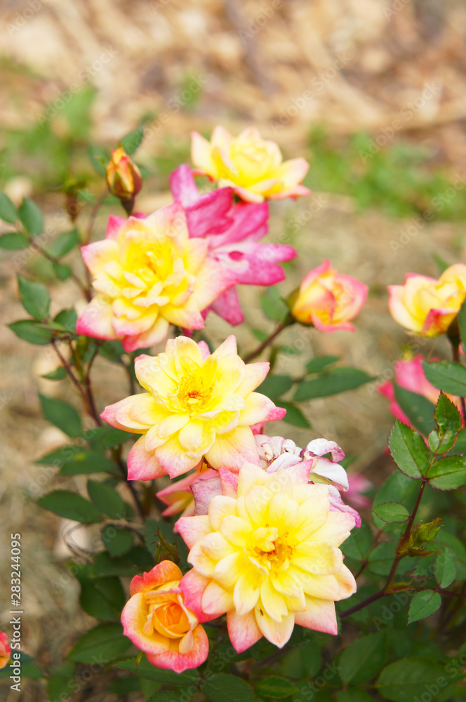 Obraz premium Shrub of miniature rose baby masquerade yellow and pink flowers