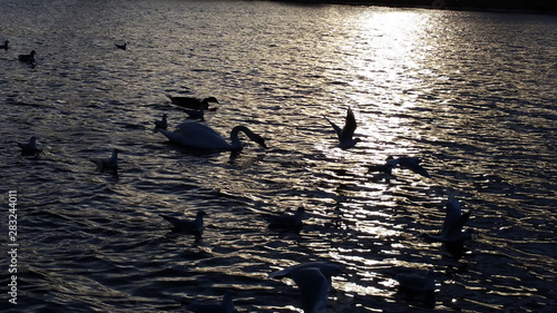 swan on lake in hyde park
