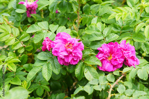 Rosa rugosa wrinkled rose pink flowers  shrub