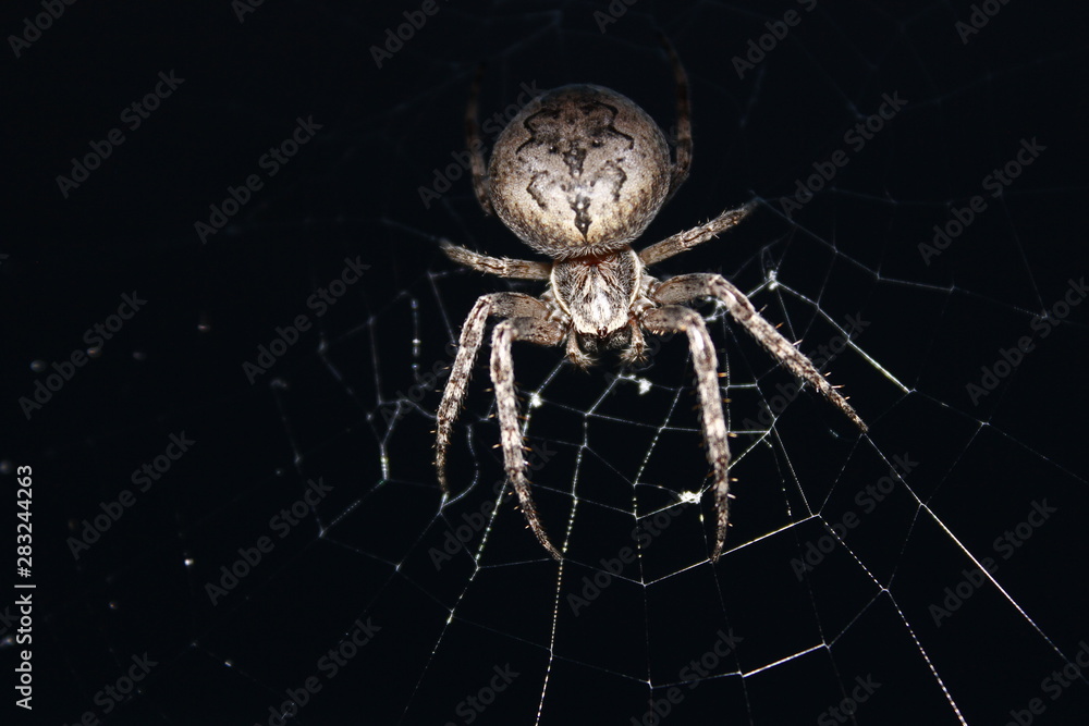 Obraz premium Spider