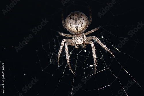 Fototapet Spider